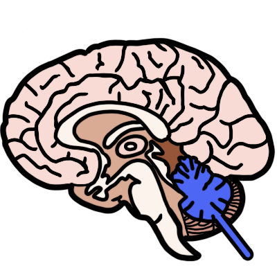 A side-view cross-section of a human brain. The cerebellum is highlighted in blue, with a blue line pointing to it.